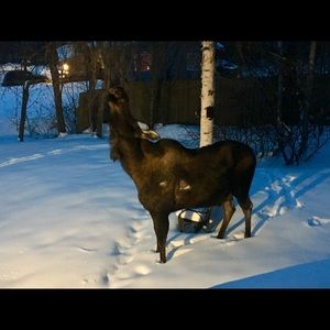 Meet your Posher, Tina, correct, not for sale😋